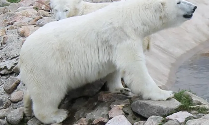Ranua Zoo Family Tour from Rovaniemi