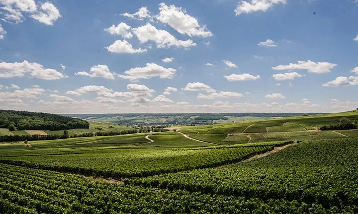 A unique sensory experience in the vineyards