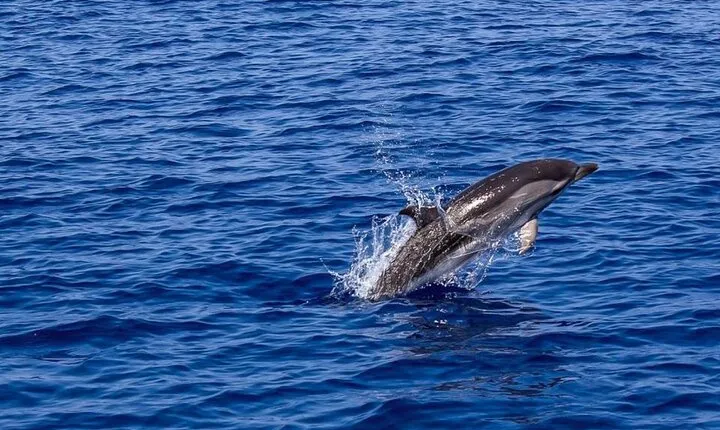 Dolphin Watching Sunset Cruise with Dinner