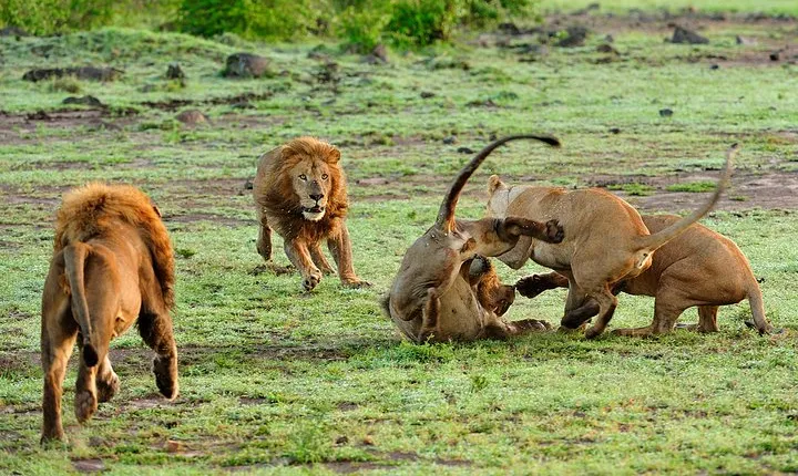 12-Day Private Tanzania Safari