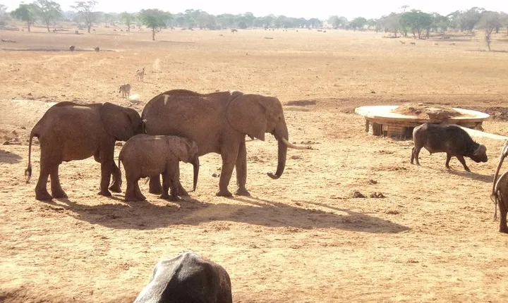 Amboseli National Park Full Day Tour from Nairobi