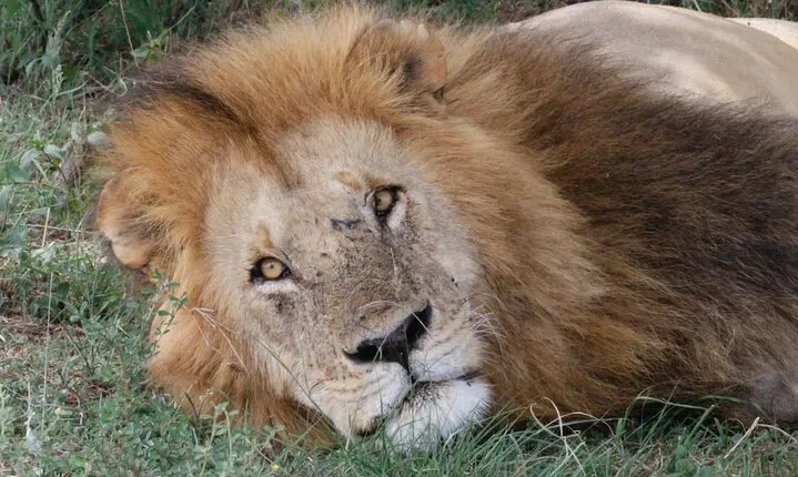 Day Trip To Ngorongoro Crater
