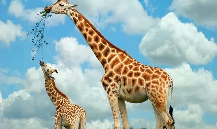 Giraffe Center and Elephant Sanctuary