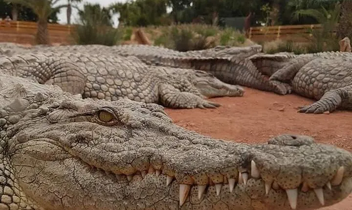 Crocodile Park including Transportation and entrance