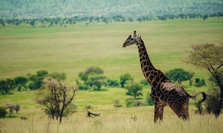 Tarangire National Park Private Tour Day Trip