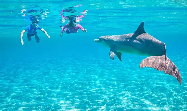 Private Dolphin House Speedboat Parasailing Adventure - Hurghada
