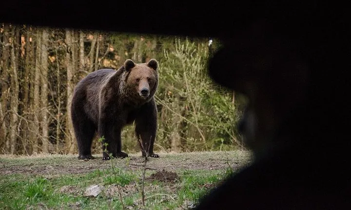 Bear watching in the Land of Volcanoes