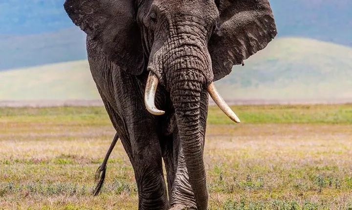 3 Days Budget Camping Safari Tour Tanzania