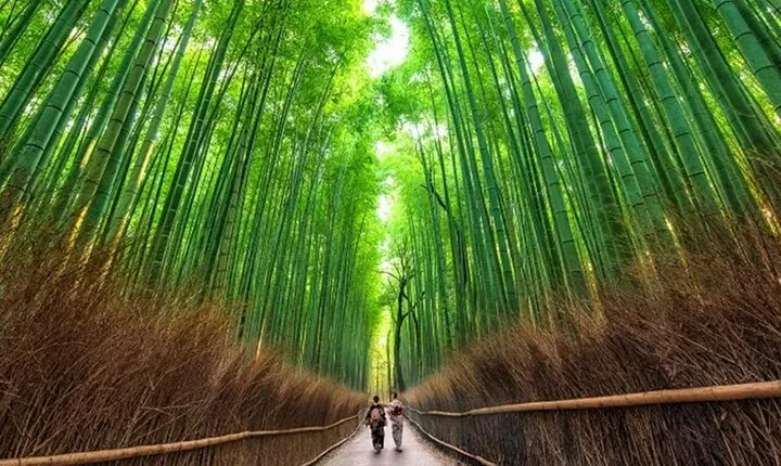 Kyoto: Arashiyama Walking Tour – UNESCO World Heritage