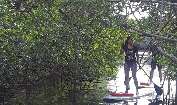 Naples Fl, Paddleboard Mangrove Forest Tour
