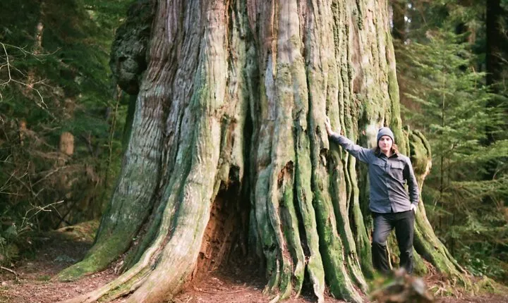 Ancient Trees of Vancouver Walking Tour