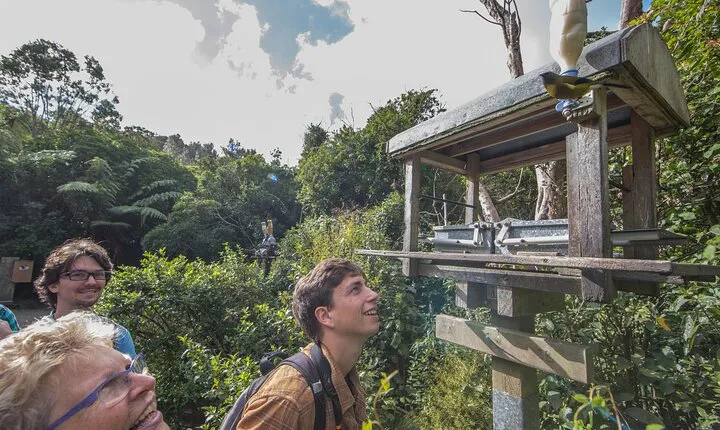 Small Group Daytime 2-Hour Eco Wildlife Tour at Zealandia