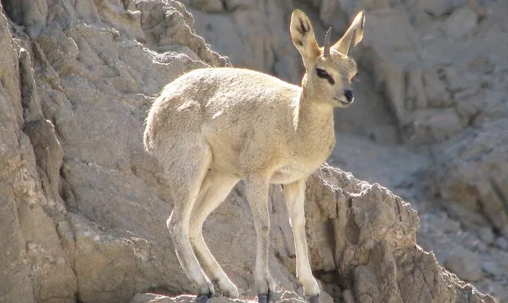 Full-Day Tour in Namib Desert from Swakopmund, Namibia