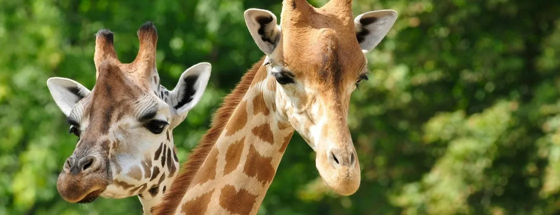 Costa Rican Savannah Safari and Wildlife Tour