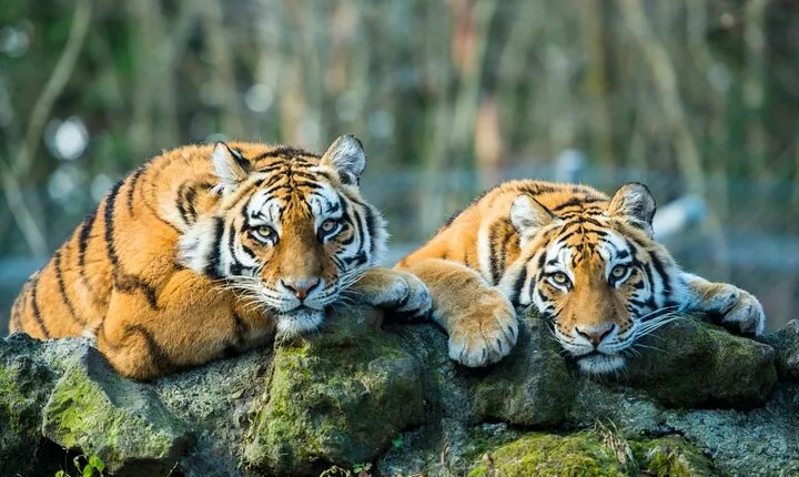6 Day Golden Triangle Tour with Ranthambore{Delhi Agra Jaipur Ranthambore Tour} 