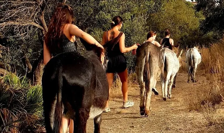 Walking with Our Rescue Donkeys