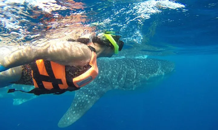 Private Whale Shark Tour from Cancun