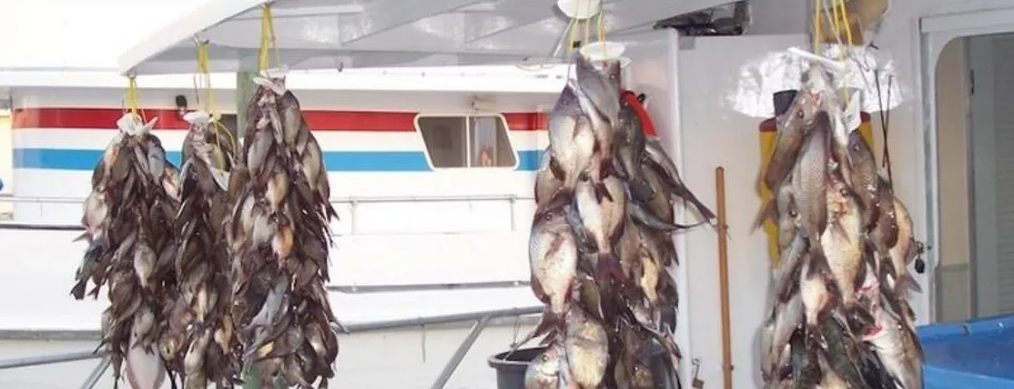 Clearwater Beach: deep sea fishing with roundtrip transportation