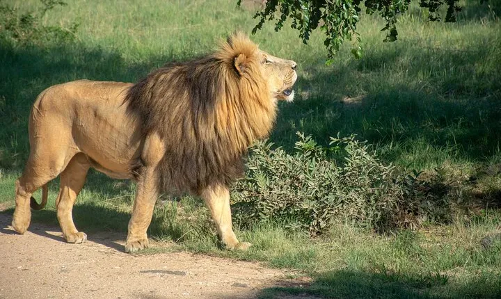 3 Days Tanzania Budget Group Joining Safari Tour