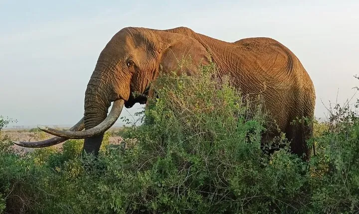 2 Days Taita Hills Conservancy Tour