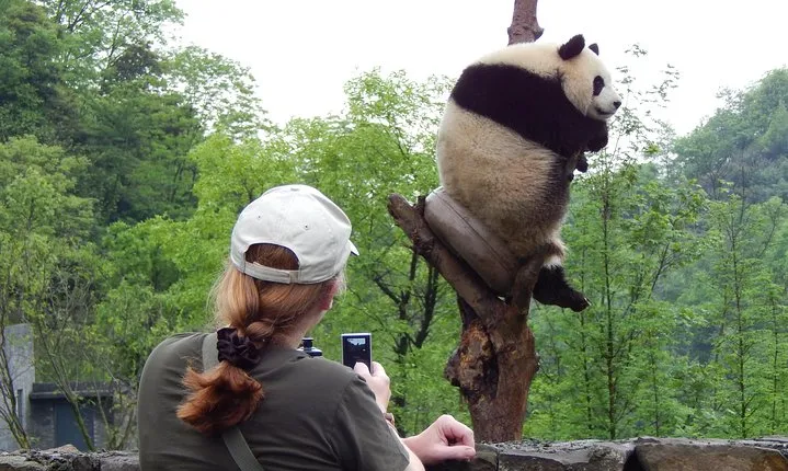 Mini Group: Half-Day Chengdu Pandas Guided Tour