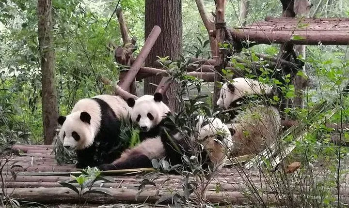 Chengdu Dujiangyan Leshan Buddha Tea Plantation and Sichuan Cooking 3 Days