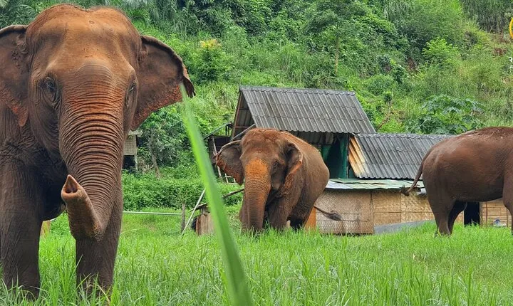 Full Day Experience at Ran-Tong Save & Rescue Elephant Centre