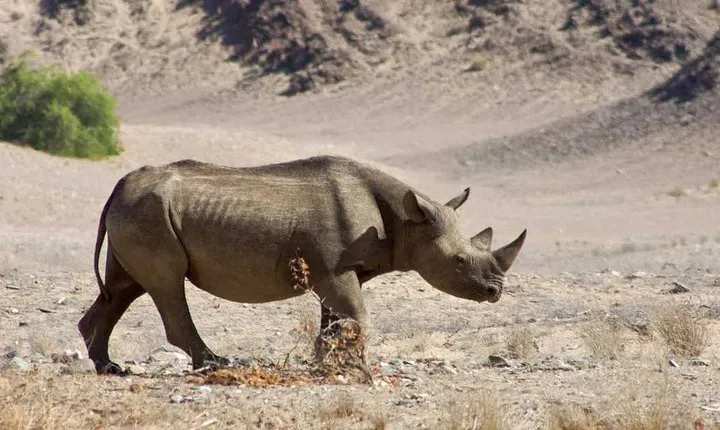 6 Days Sossusvlei, Swakopmund and Etosha National Park Lodging
