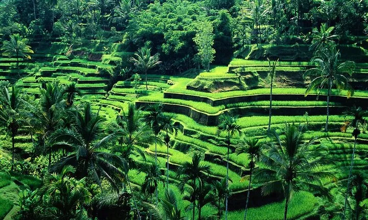 Full Day Ubud trip ATV Monkey Forest Tegalalang Rice Terrace