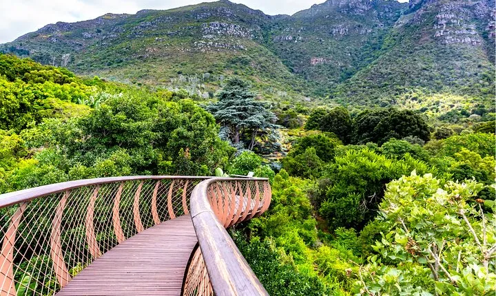 Kirstenbosch and Table Mountain Tour