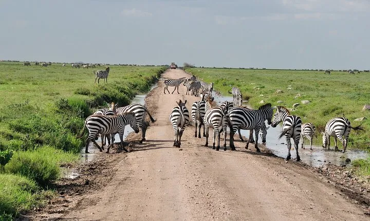 2 Days Camping Group Joining Tarangire Ngorongoro Crater Safari