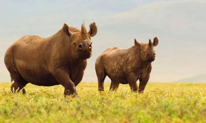 Day trip in Ngorongoro Crater