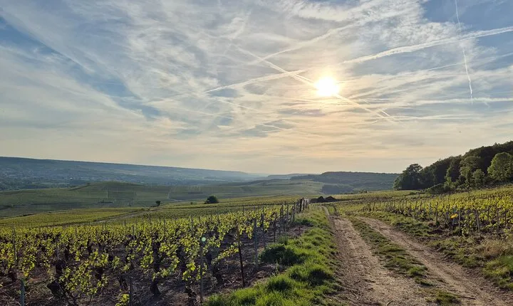 From Paris a Full Day Private Champagne tour with local Tasting