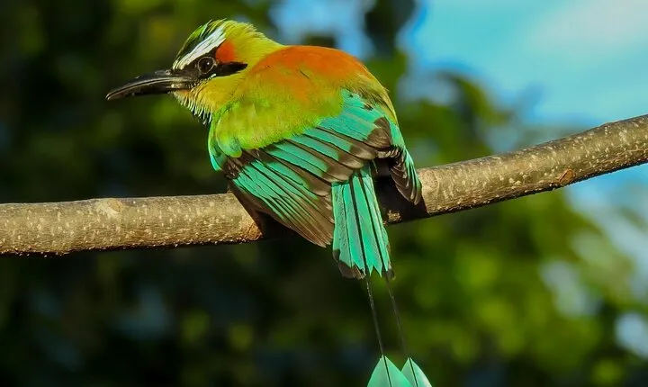 Birdwatching tour in Carara National Park