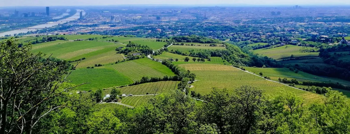 Half-Day Vienna Vineyard and Wine Tour