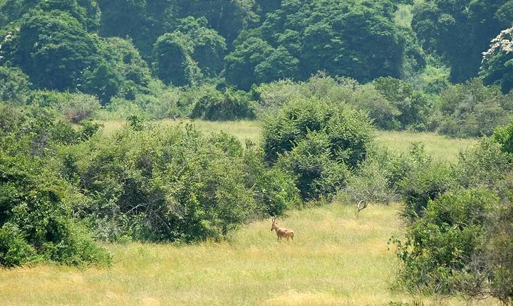 12 Days Explore Uganda the Pearl of Africa safari