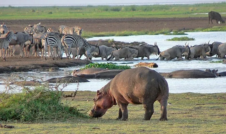 4 Days 3 Night Luxury Safari to Tarangire,Ngorongoro,Lake Manyara