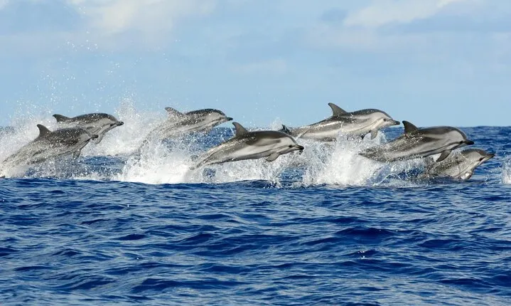 VIP Snorkeling Sea Trip, Swim with Dolphins & Lunch - Hurghada