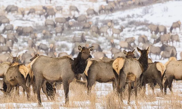 Private Tour Grand Teton National Park