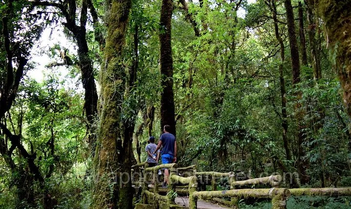 One day tour Doi Inthanon National Park and Trekking on Kew Mae Pan Trail