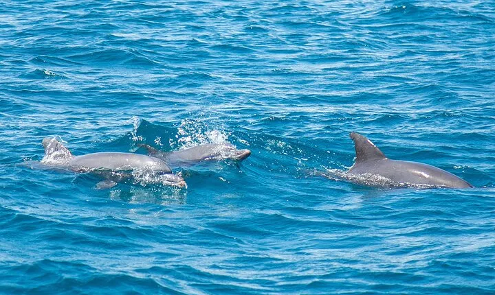 2 Days Tour in Dolphin Sights and Sacred Sites
