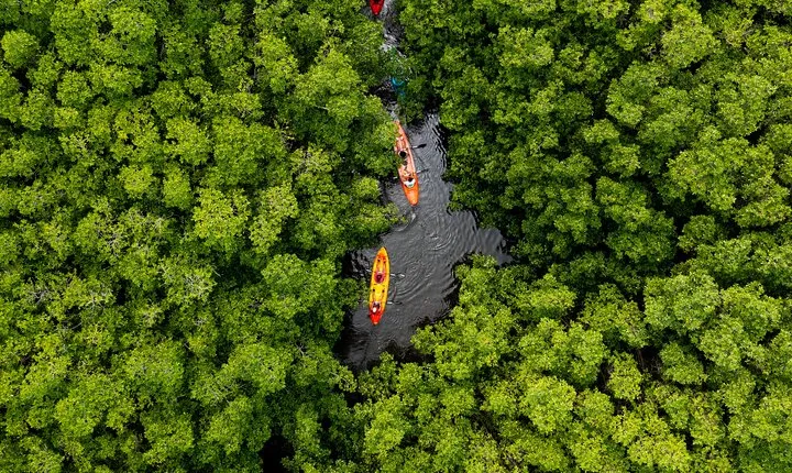 SoCoHo Eco Half Day - Mangrove Kayak & Reef Snorkeling