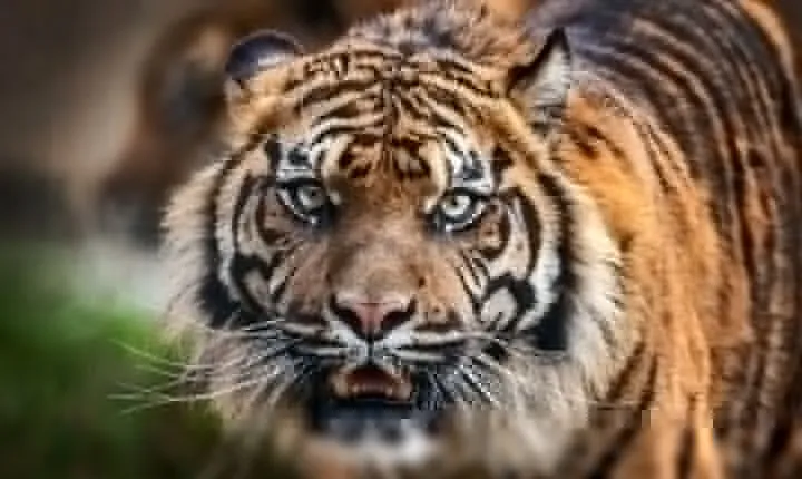 12 Day Royal Rajasthan Tour - Taj Mahal Tigers Lakes & Wildlife