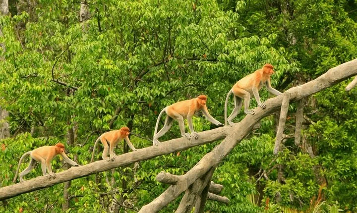 Proboscis Monkey and Fireflies River Cruise