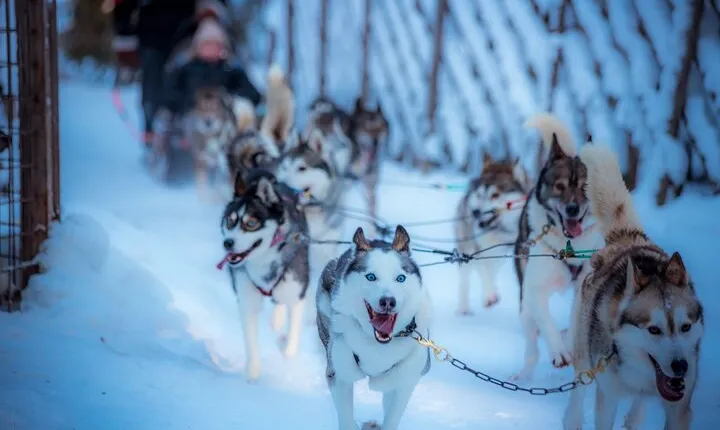 Arctic Animals Combo Safari, Reindeer and Husky Adventure