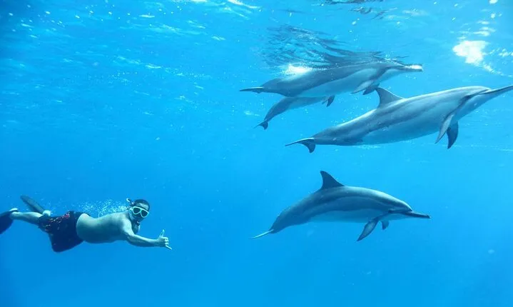 Dolphin House By Private Speedboat Adventure & Transfer-Hurghada