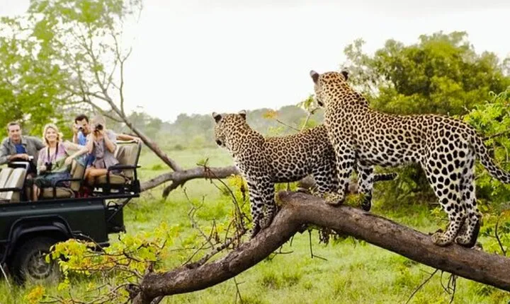 Ella To Yala National Park Private Transport