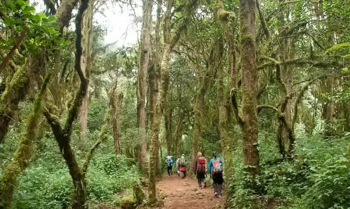 Mount Kilimanjaro Day Tour – Marangu Route