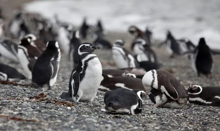 Martillo Island: Boat Trip to the Penguin Colony & Beagle Channel