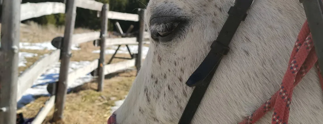 Horse Riding in the Valley of Roses in Thracian Spirit